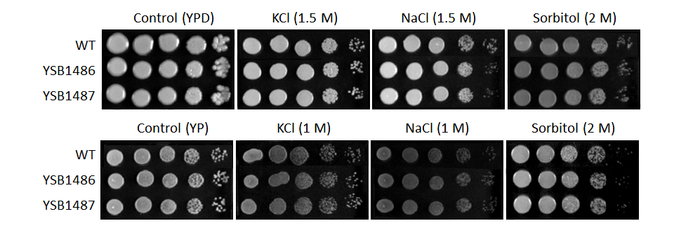 Osmotic stress phenotype for CNAG_03048T0