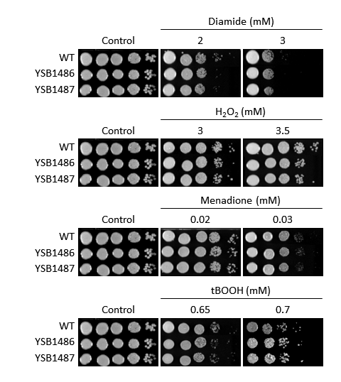 Oxidative stress phenotype for CNAG_03048T0