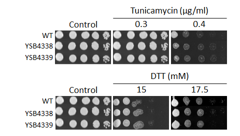 ER stress phenotype for CNAG_03137T0