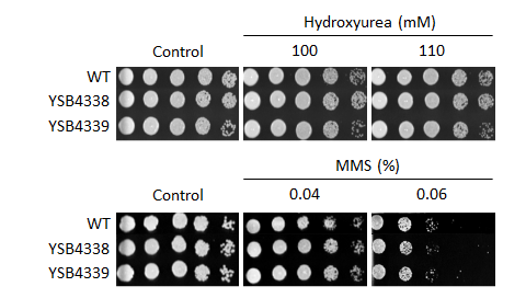 Genotoxic stress phenotype for CNAG_03137T0