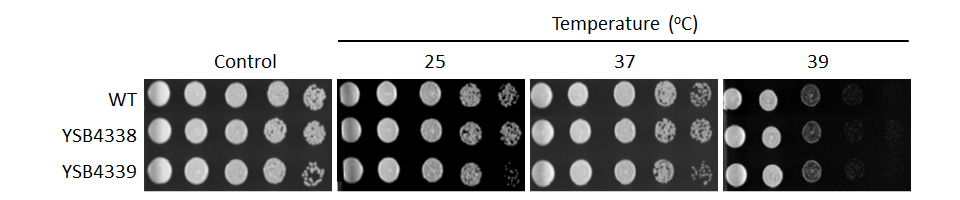 Growth phenotype for CNAG_03137T0
