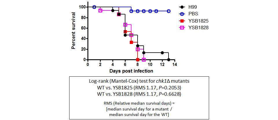 Galleria mellonella virulence data for CNAG_03167T0