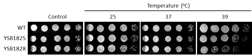 Growth phenotype for CNAG_03167T0