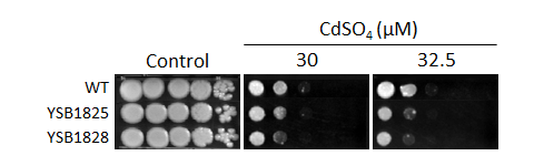 Heavy metal stress phenotype for CNAG_03167T0