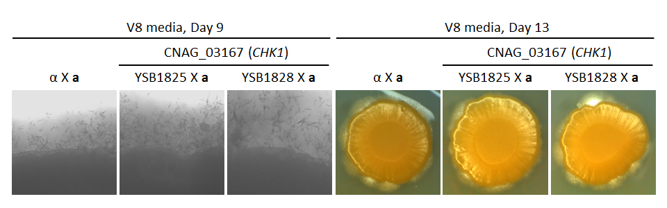 Growth phenotype for CNAG_03167T0