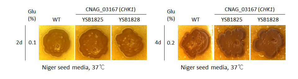 Melanin phenotype for CNAG_03167T0