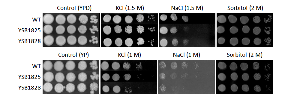 Osmotic stress phenotype for CNAG_03167T0