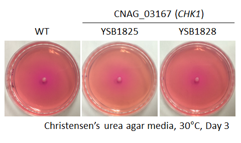 Urease phenotype for CNAG_03167T0