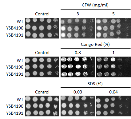 Cell wall stress phenotype for CNAG_03184T0