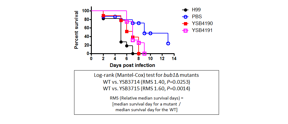 Galleria mellonella virulence data for CNAG_03184T0