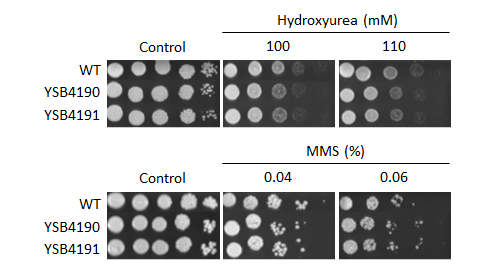 Genotoxic stress phenotype for CNAG_03184T0