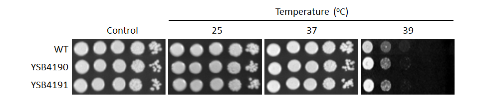 Growth phenotype for CNAG_03184T0