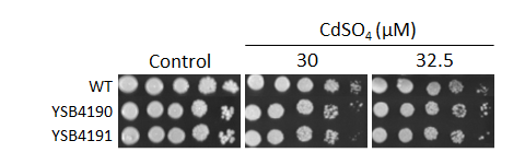 Heavy metal stress phenotype for CNAG_03184T0