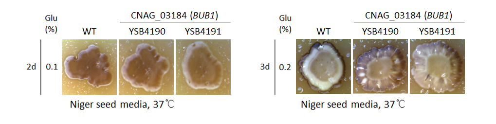 Melanin phenotype for CNAG_03184T0