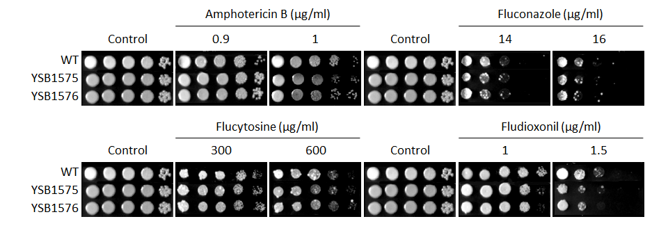 Antifungal drug susceptibility for CNAG_03216T0