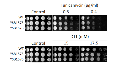 ER stress phenotype for CNAG_03216T0