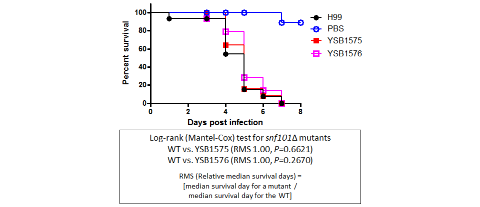 Galleria mellonella virulence data for CNAG_03216T0