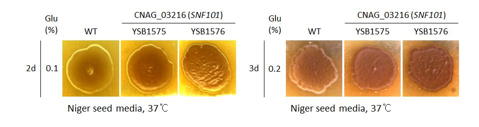 Melanin phenotype for CNAG_03216T0