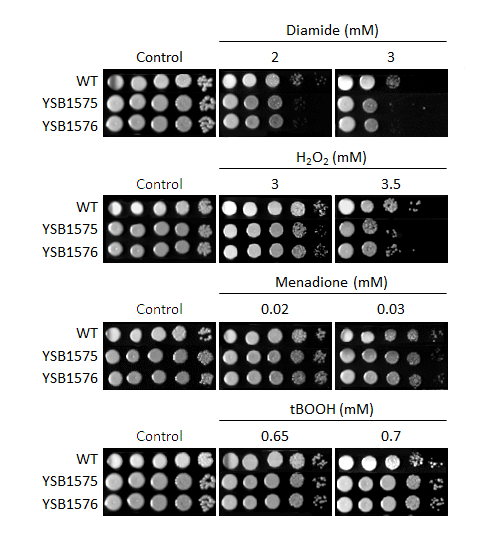 Oxidative stress phenotype for CNAG_03216T0