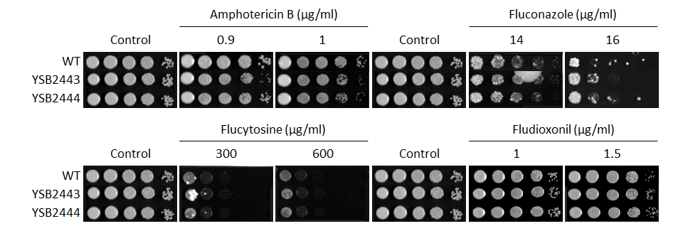 Antifungal drug susceptibility for CNAG_03258T0