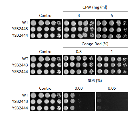 Cell wall stress phenotype for CNAG_03258T0