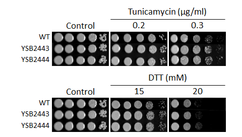ER stress phenotype for CNAG_03258T0