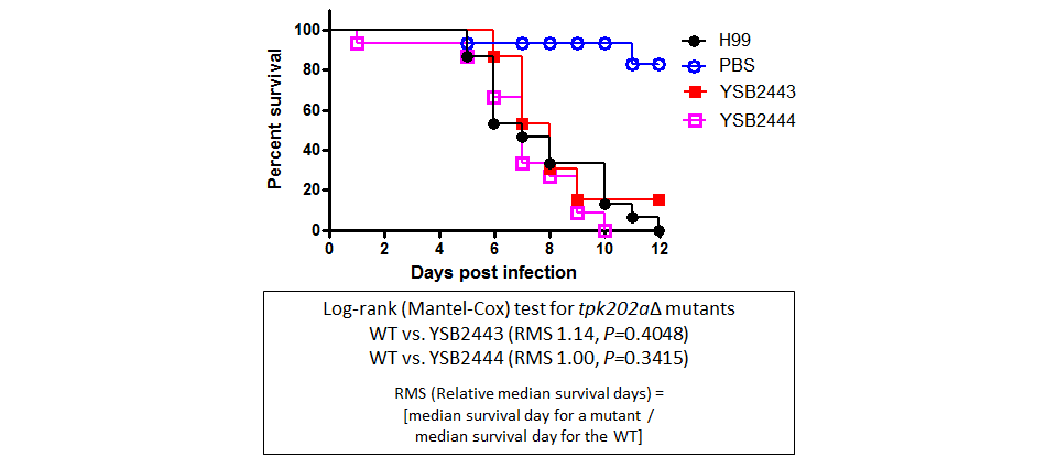Galleria mellonella virulence data for CNAG_03258T0