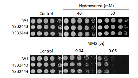 Genotoxic stress phenotype for CNAG_03258T0