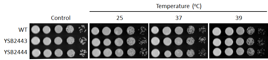 Growth phenotype for CNAG_03258T0