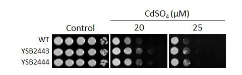 Heavy metal stress phenotype for CNAG_03258T0