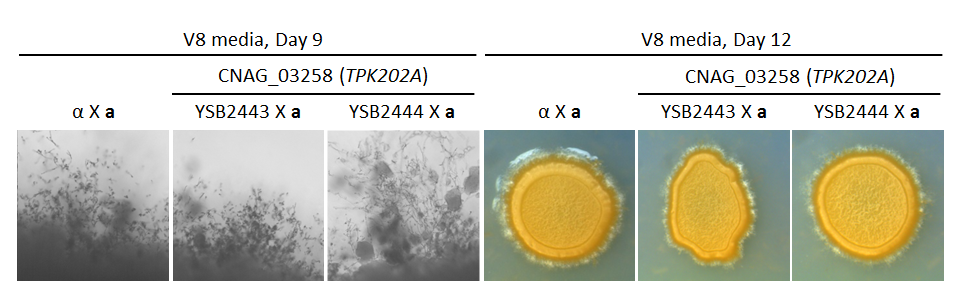 Growth phenotype for CNAG_03258T0
