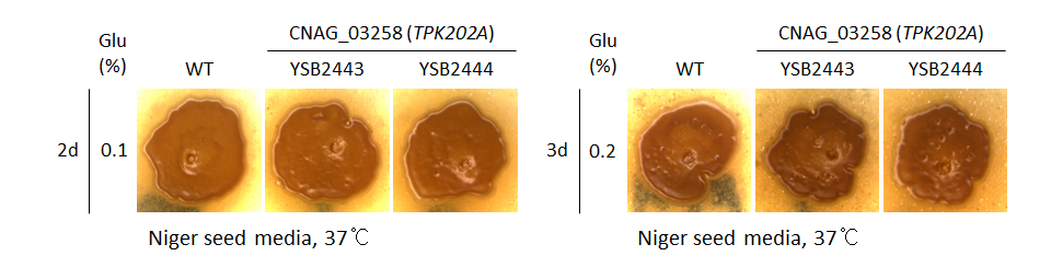 Melanin phenotype for CNAG_03258T0