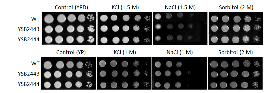 Osmotic stress phenotype for CNAG_03258T0