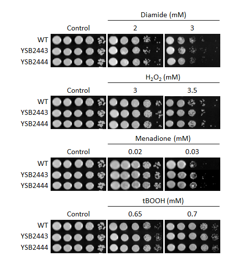 Oxidative stress phenotype for CNAG_03258T0