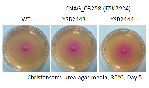 Urease phenotype for CNAG_03258T0