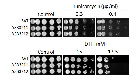 ER stress phenotype for CNAG_03290T0