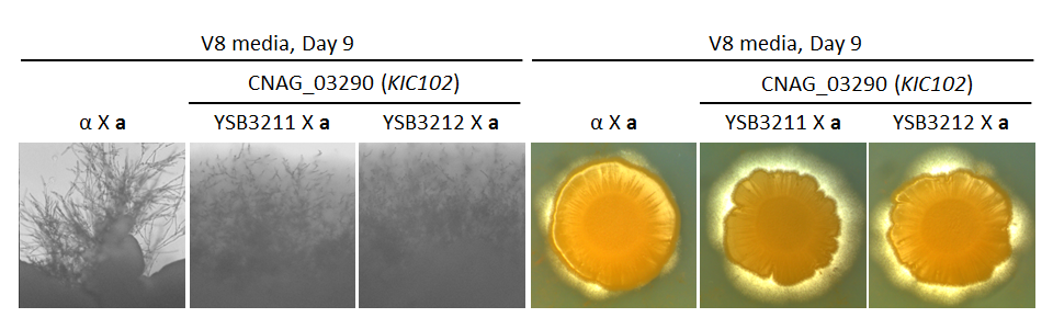 Growth phenotype for CNAG_03290T0