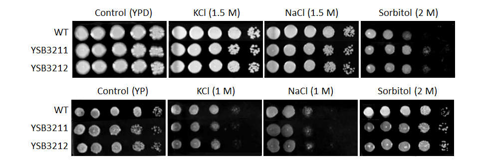 Osmotic stress phenotype for CNAG_03290T0