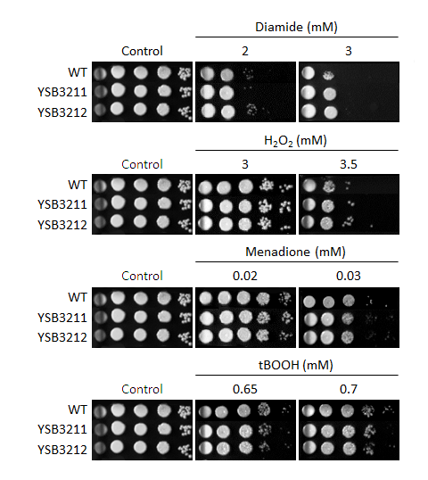 Oxidative stress phenotype for CNAG_03290T0