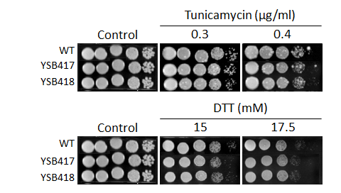 ER stress phenotype for CNAG_03355T0