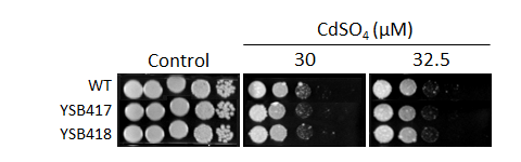 Heavy metal stress phenotype for CNAG_03355T0