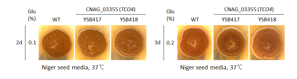 Melanin phenotype for CNAG_03355T0