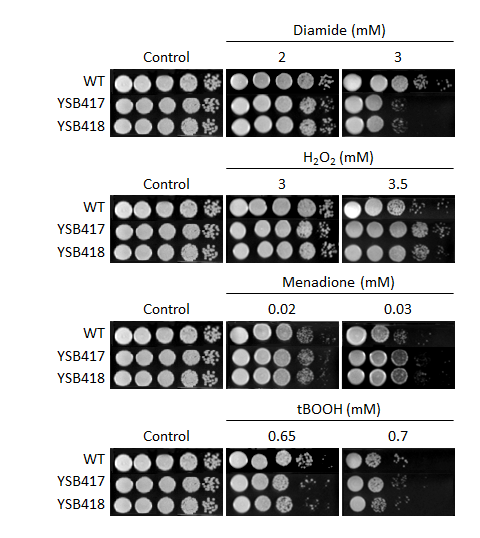 Oxidative stress phenotype for CNAG_03355T0