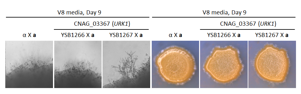 Growth phenotype for CNAG_03367T0