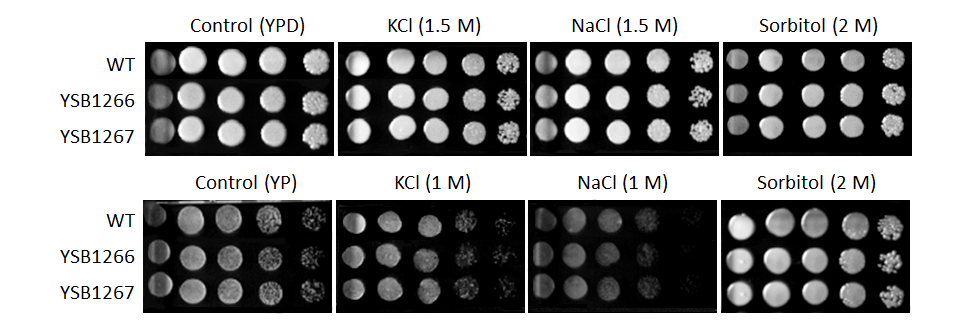 Osmotic stress phenotype for CNAG_03367T0