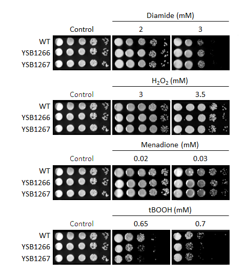 Oxidative stress phenotype for CNAG_03367T0
