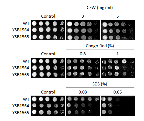Cell wall stress phenotype for CNAG_03369T0