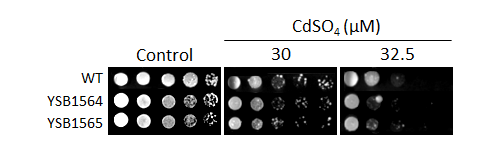 Heavy metal stress phenotype for CNAG_03369T0