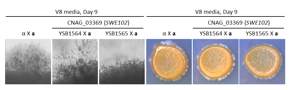 Growth phenotype for CNAG_03369T0
