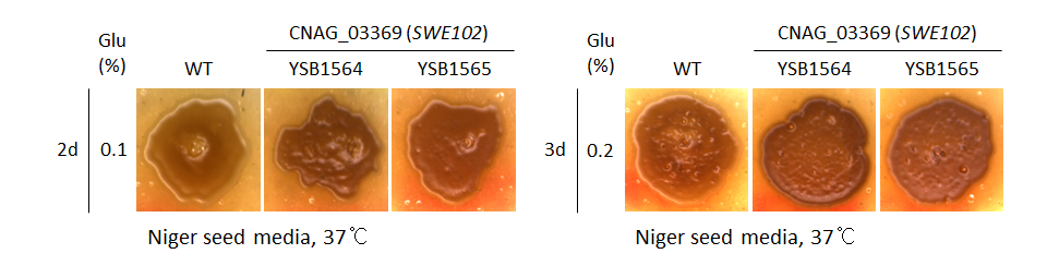 Melanin phenotype for CNAG_03369T0